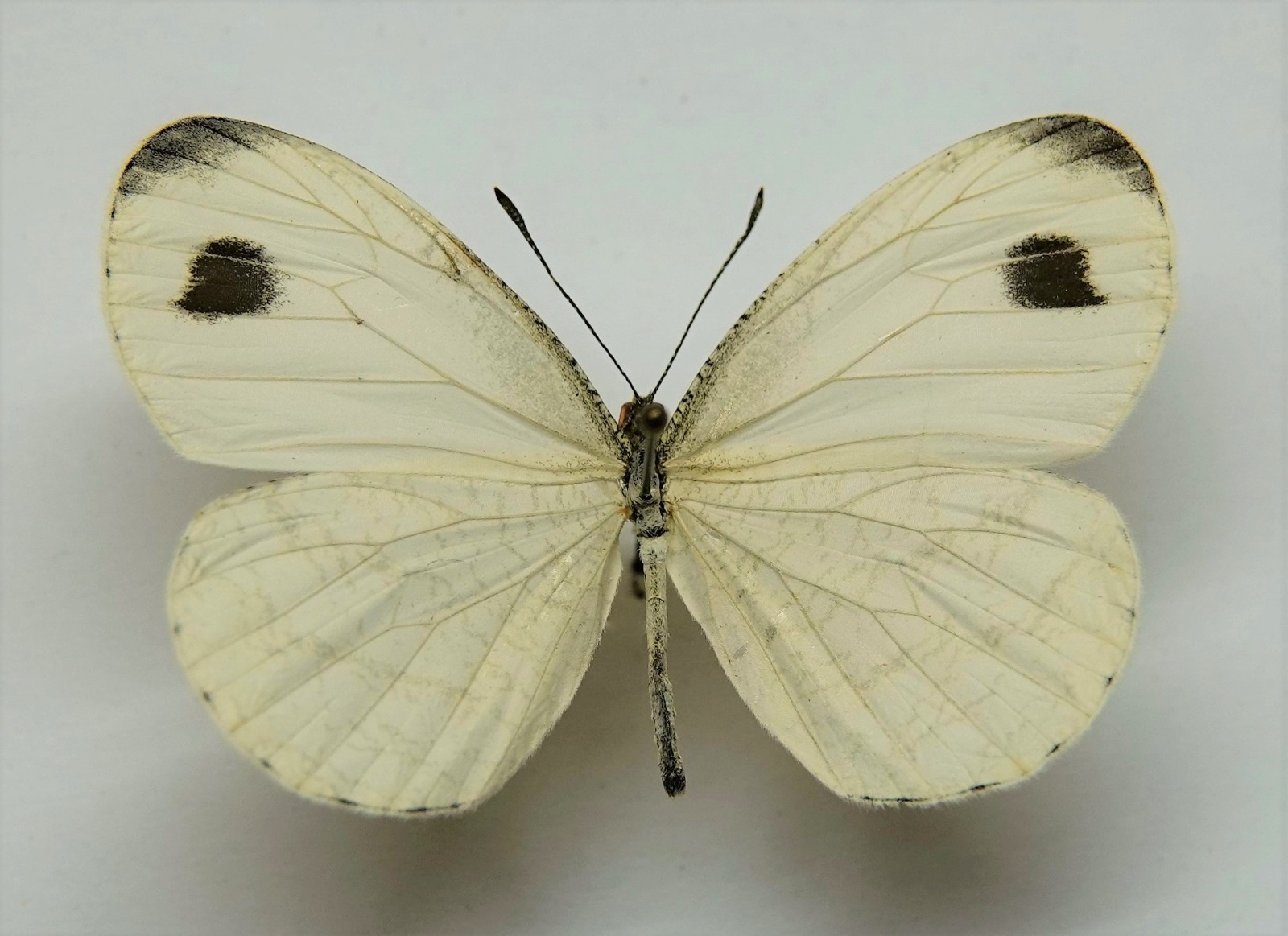 Pale butterfly wing reference